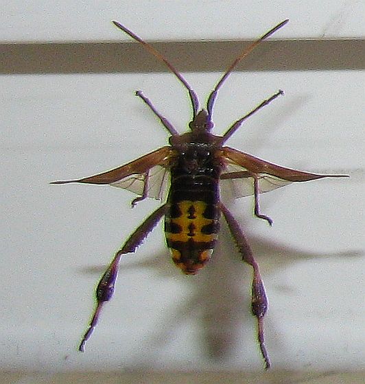 Leptoglossus occidentalis from Turkey